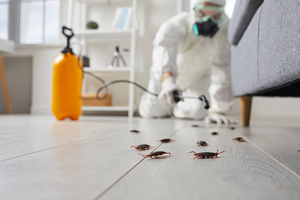 Post-Treatment Bed Bug Interceptor Monitoring in Akron